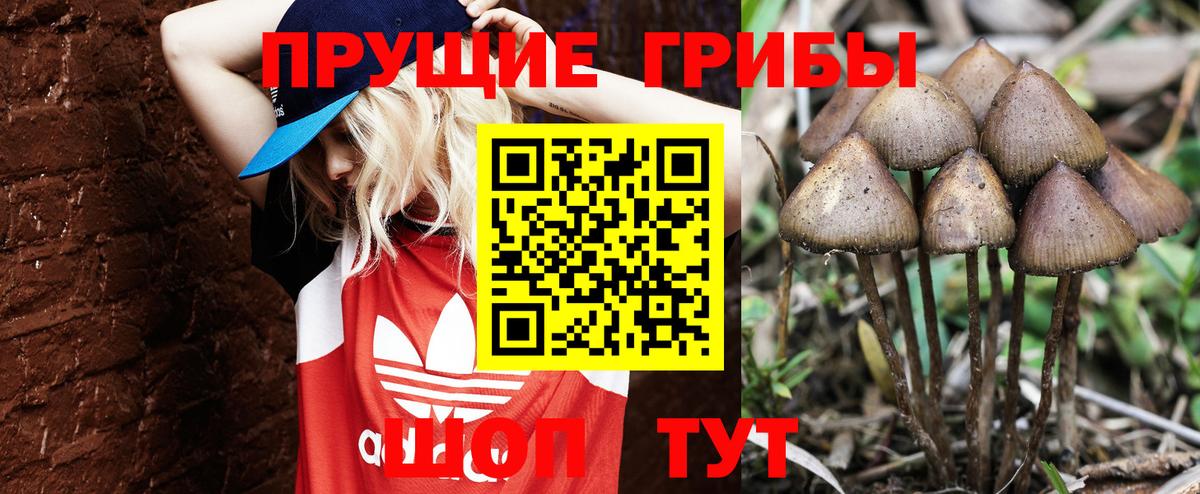 Псилоцибиновые грибы прущие грибы  что такое   Сегежа  Вход с VPN 